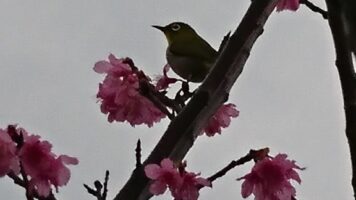 あったかいですね～、春ですね～♪新都心にも桜満開♪